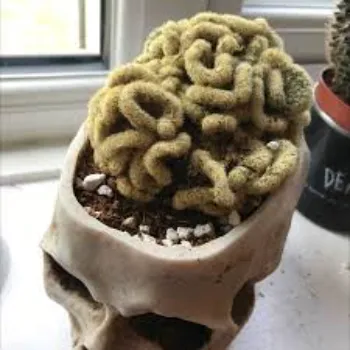Best Cactus Plants